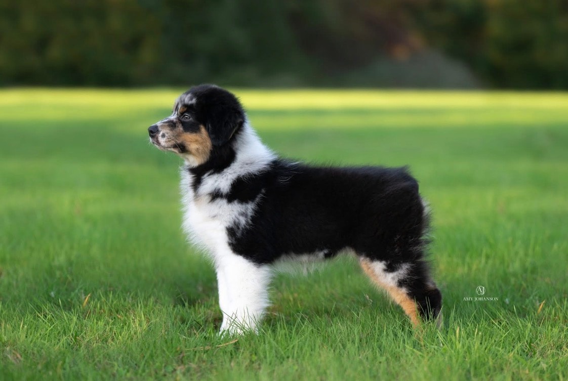 Tate — AKC pt'd Knauers What I Want