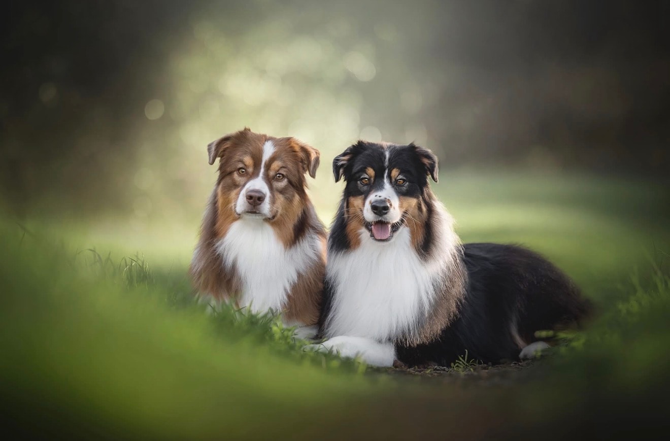 Bear & Rocky — Cloverdale