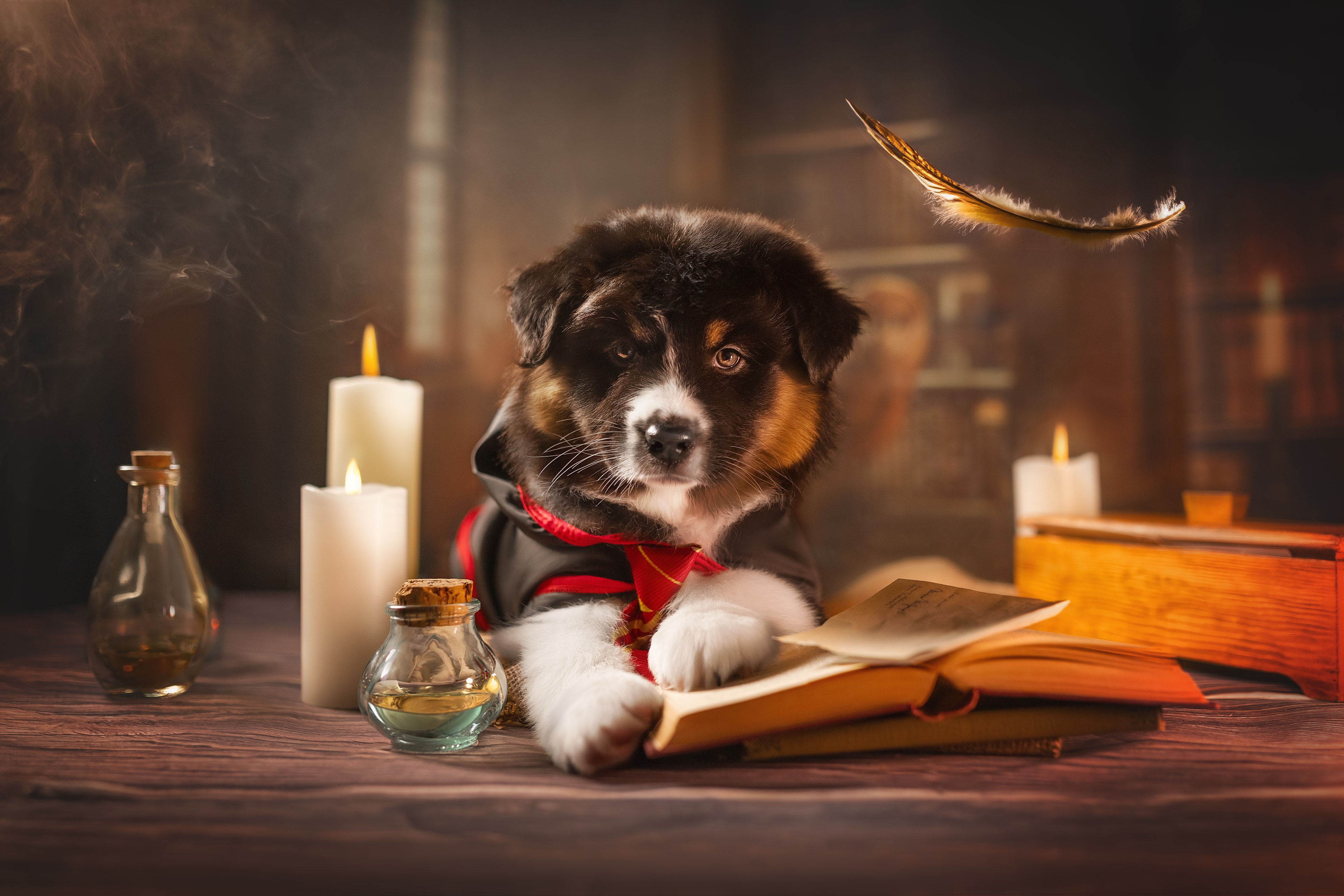Raven — Cloverdale's miss behavin Raven cgc