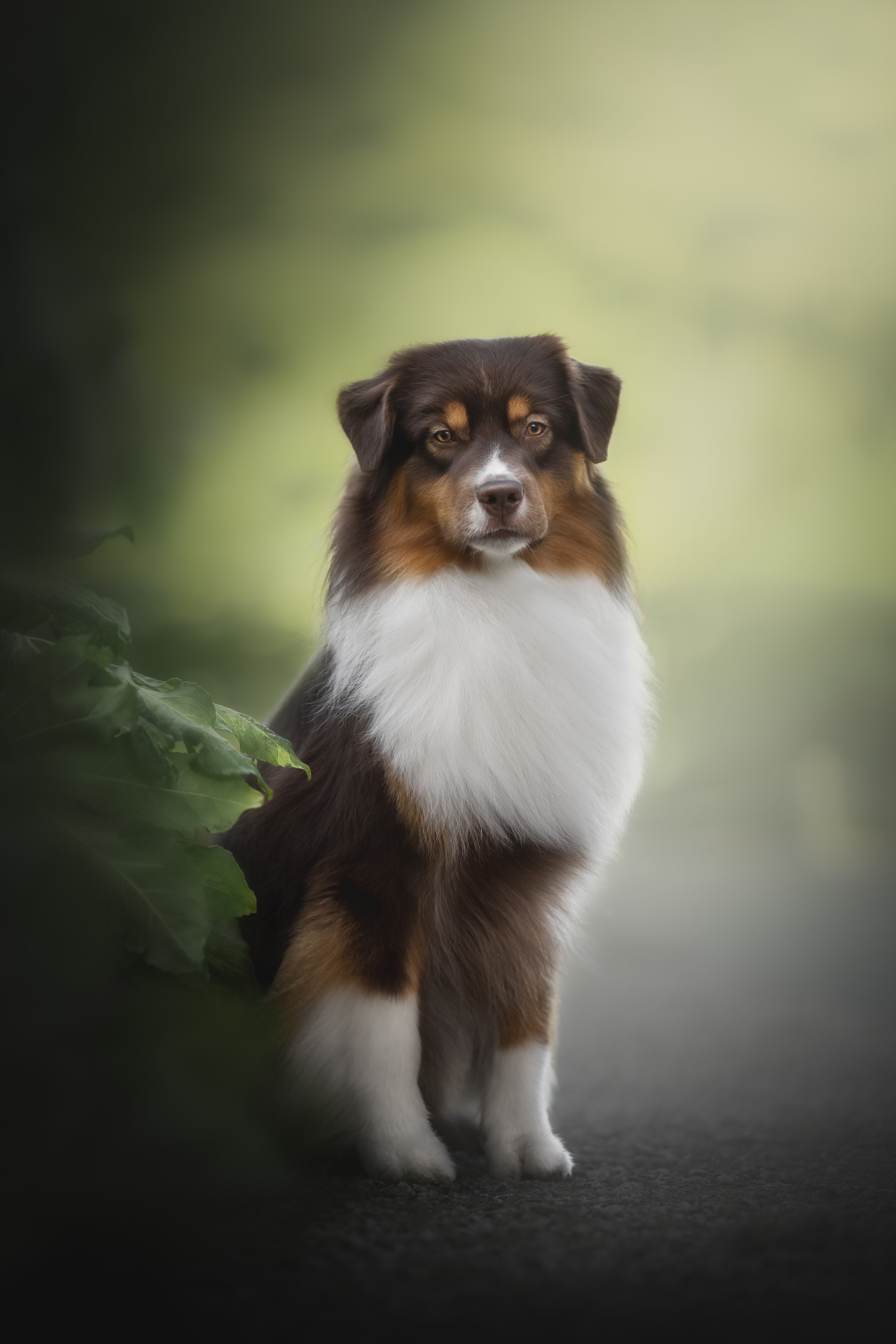 Reed — Blue Merle Sire