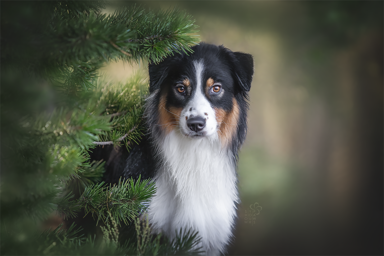 Ramsay — Red Merle Dam