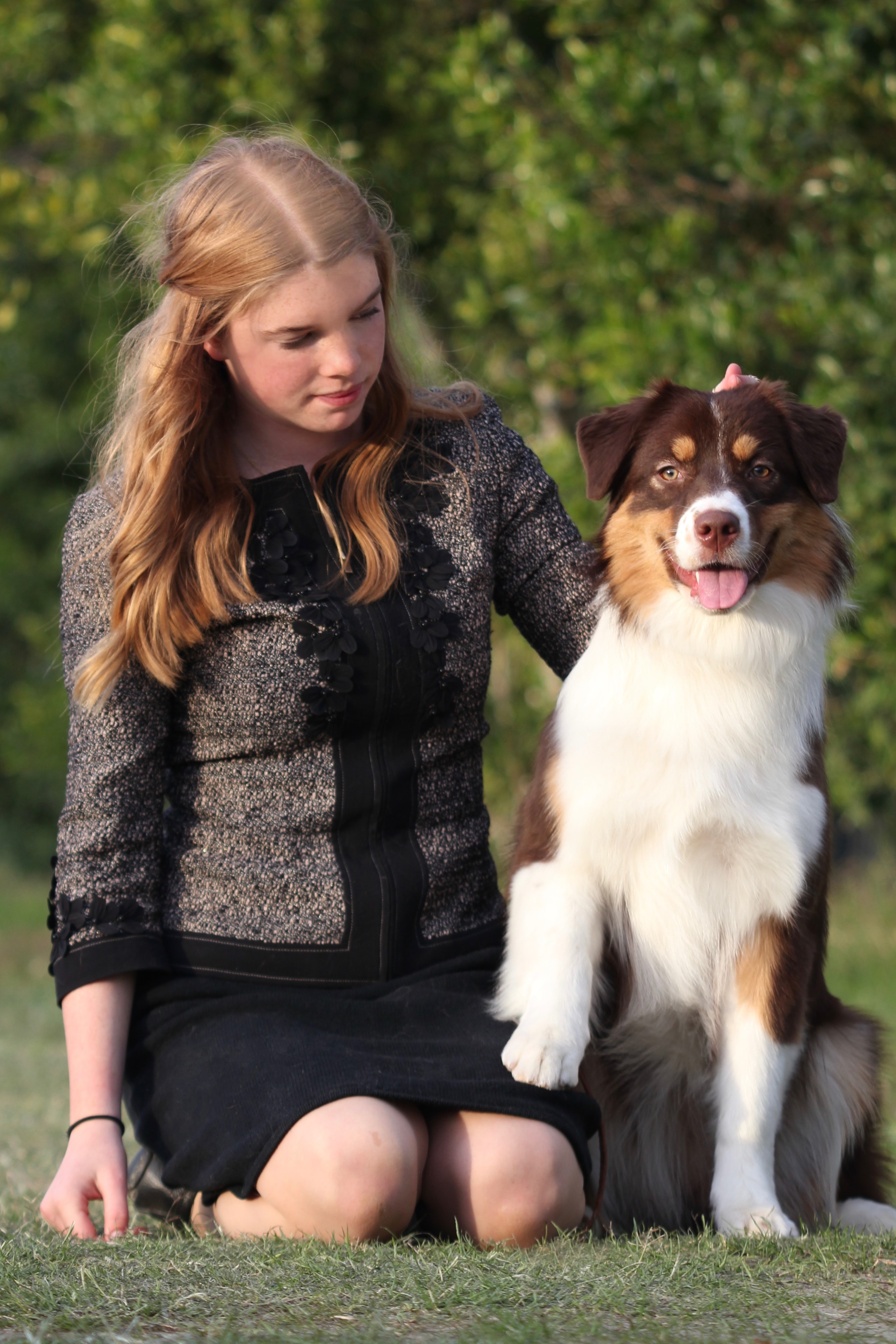 Clover — Blue Merle Dam