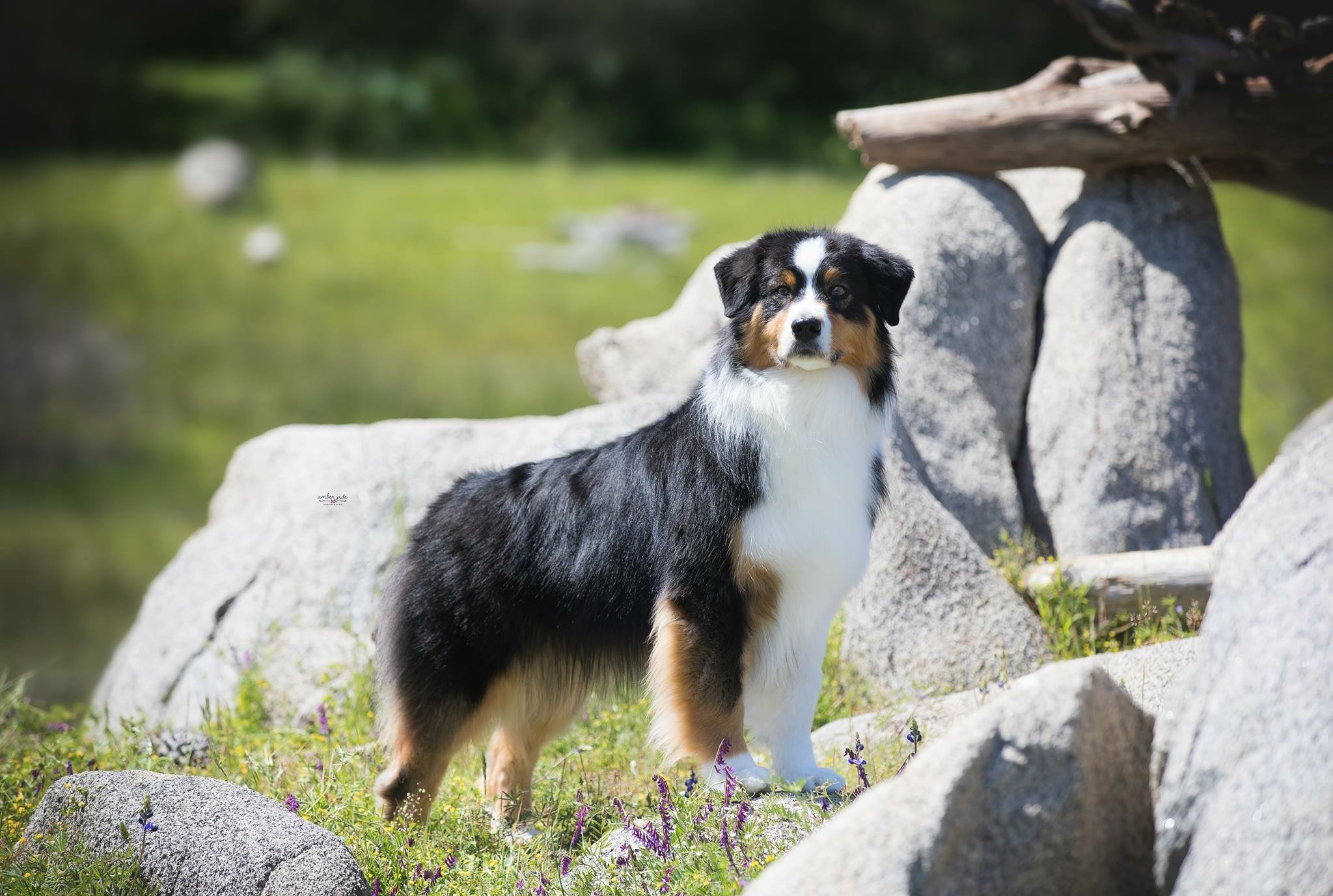 Dawson — Black Tri Sire