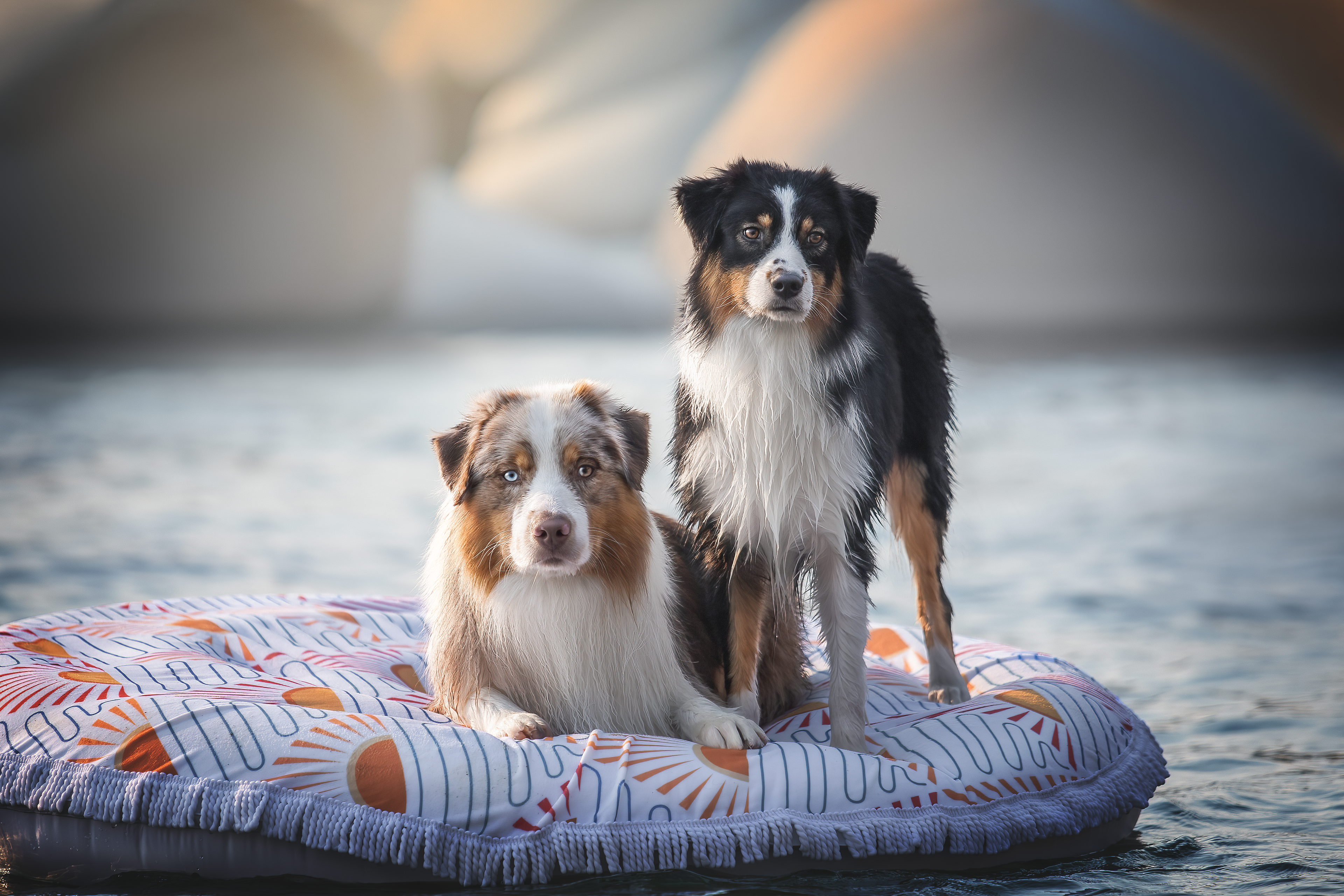 Australian Shepherd portrait