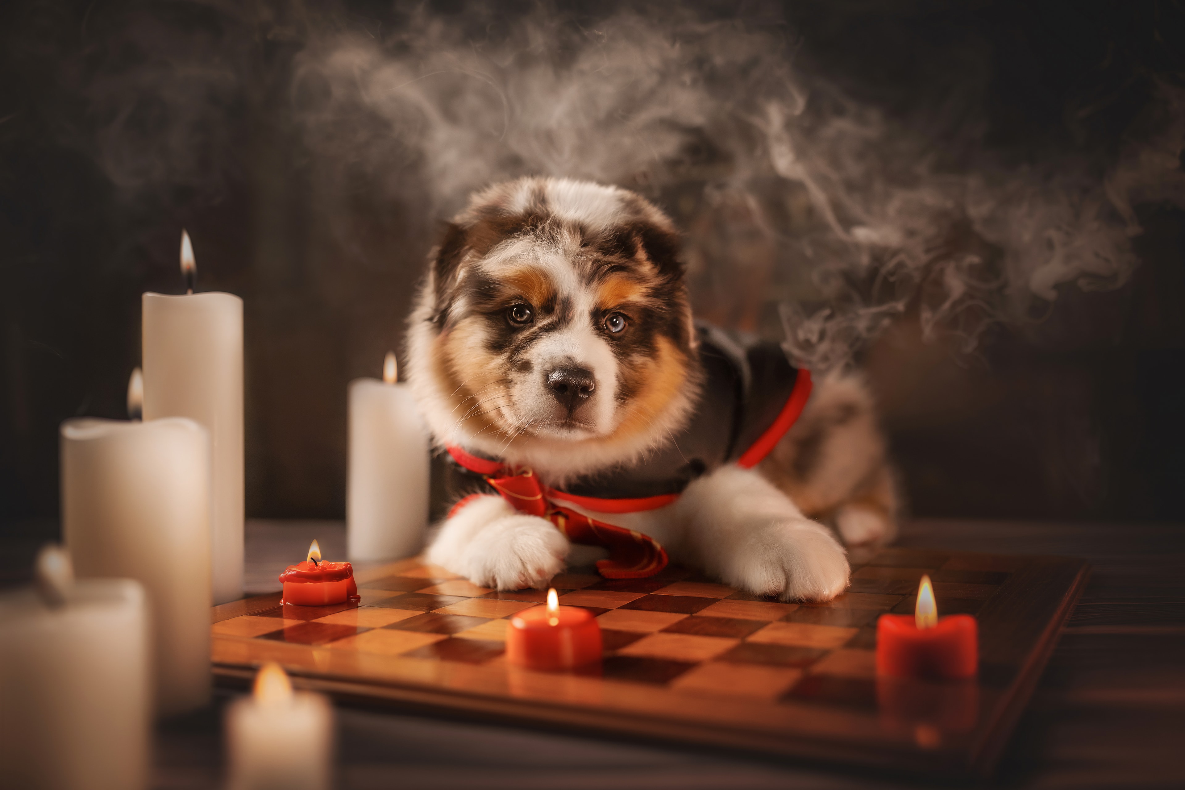 Australian Shepherd puppies